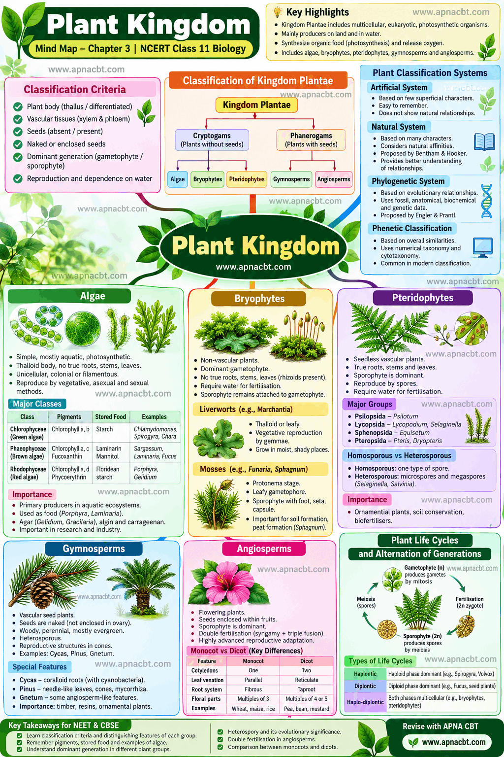 Plant Kingdom mind map - ApnaCBT
